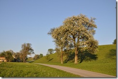 Frühling (30)