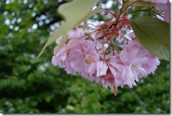 Zeillern (5)