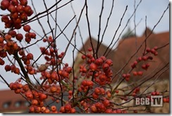 kfb Advent (37)